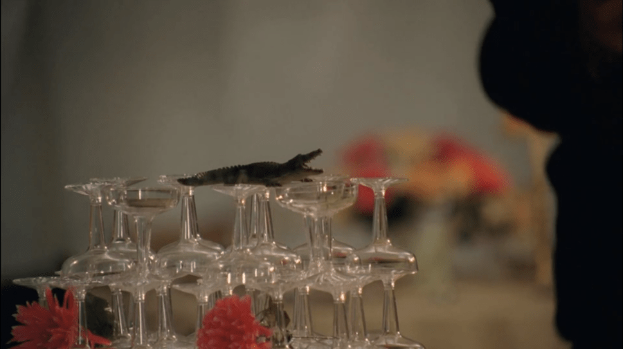 Mega Python VS Gatoroid 2011 minigator